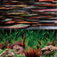Aquarium Fish Tank Background Double Side Poster 18"(45cm)*3ft (92cm)